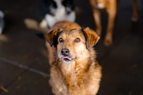 Oddam psa, Gdynia, Śródmieście, 27 lutego 2025 (3/4)