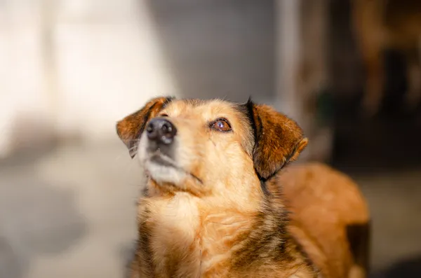 Oddam psa, Gdynia, Śródmieście, 27 lutego 2025 (4/4)