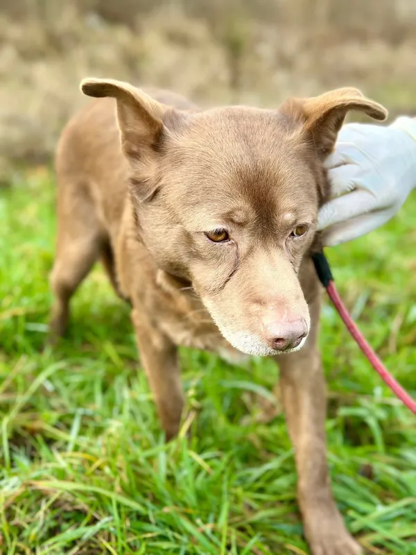 Oddam psa, Gdynia, Wielki Kack, 27 lutego 2025 (2/4)