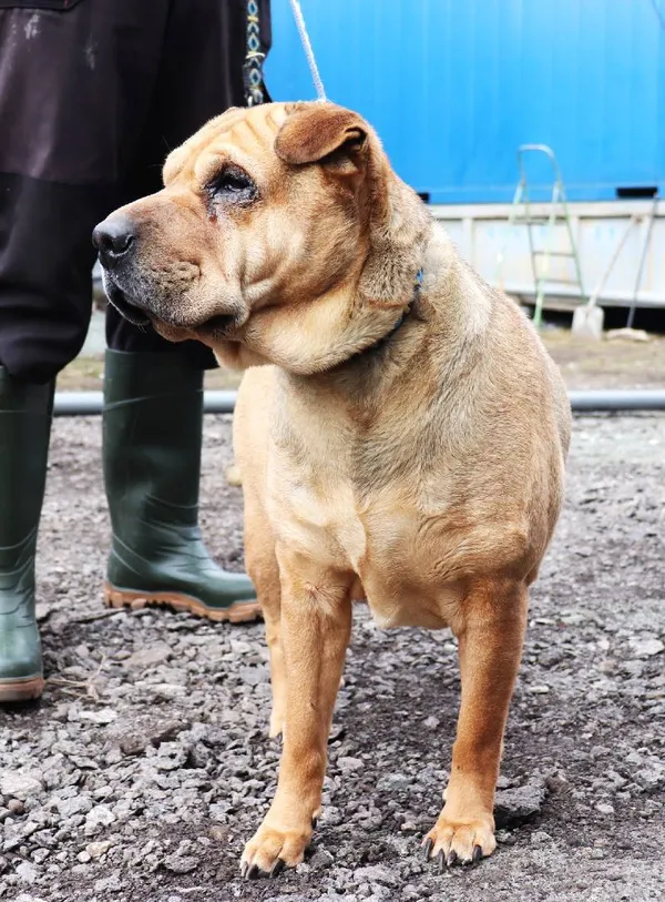 Znaleziono psa, Łódź, 27 lutego 2025 (2/5)