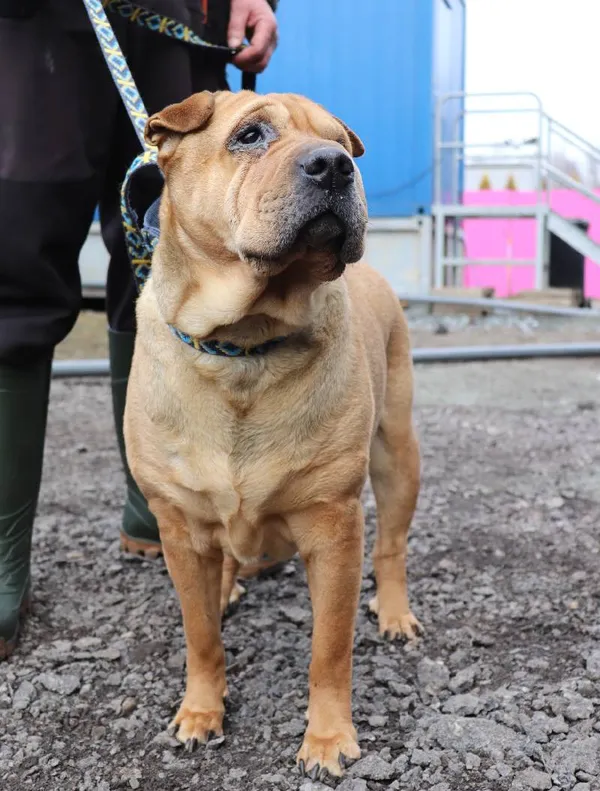 Znaleziono psa, Łódź, 27 lutego 2025 (4/5)