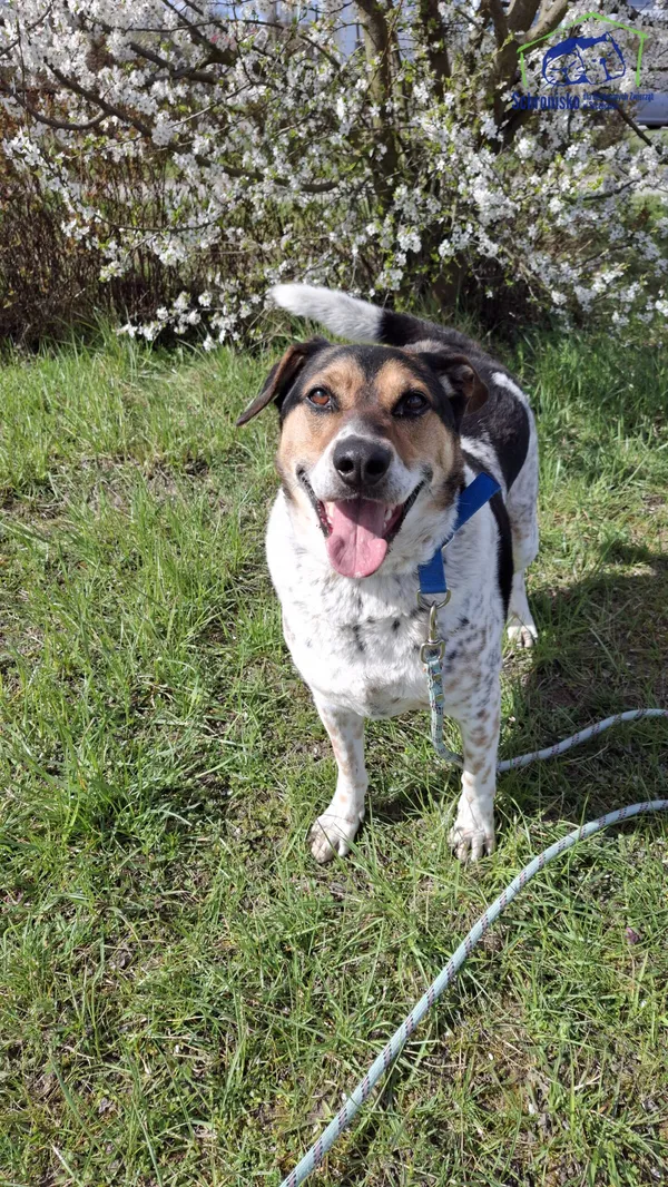 Znaleziono psa, Szczecin, 26 lutego 2025 (1/4)