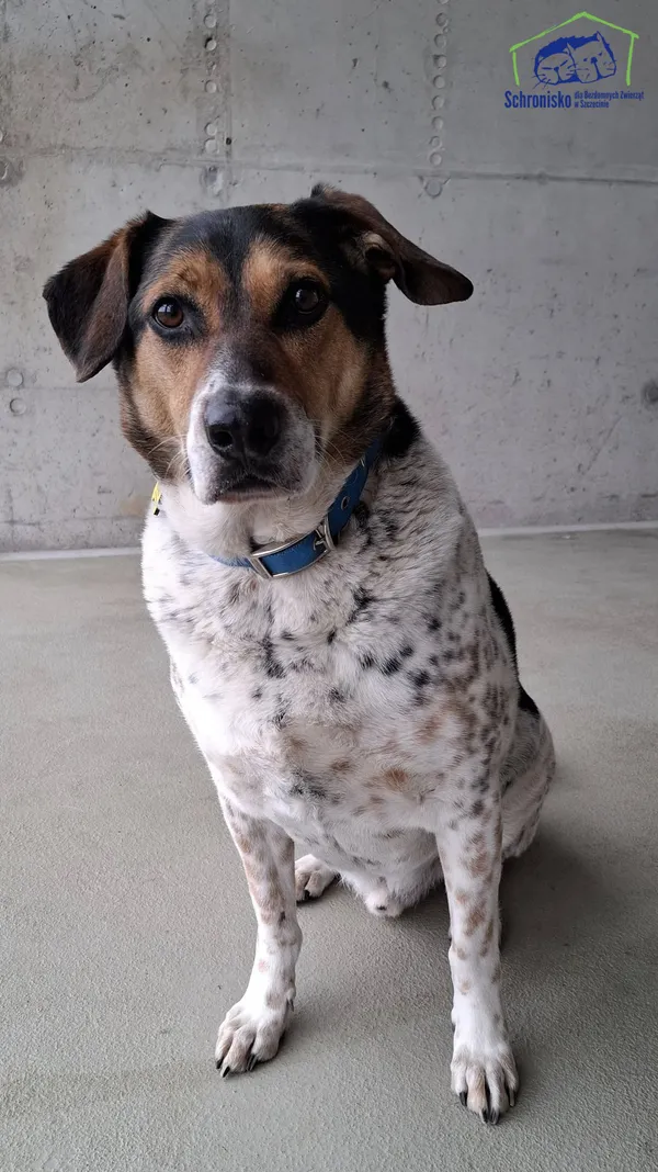 Znaleziono psa, Szczecin, 26 lutego 2025 (3/4)