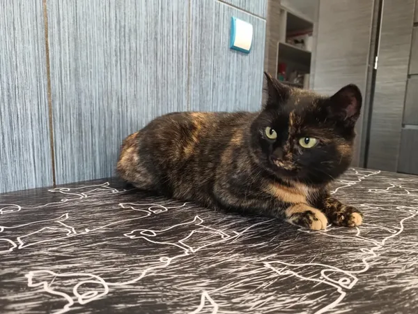 Kot do adopcji, Ropczyce, 27 lutego 2025