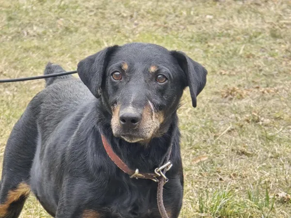 Pies do adopcji, Ropczyce, 27 lutego 2025