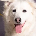 Pies do adopcji