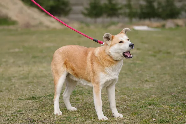 Pies do adopcji, Zgierz, 27 lutego 2025 (5/5)