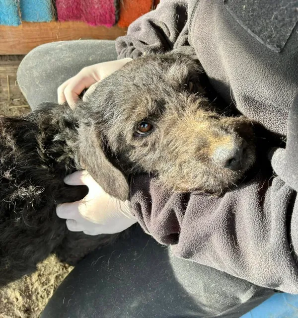 Pies do adopcji, Przyborówko, 12 czerwca 2025 (2/4)