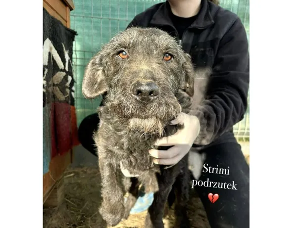 Pies do adopcji, Przyborówko, 12 czerwca 2025 (3/4)