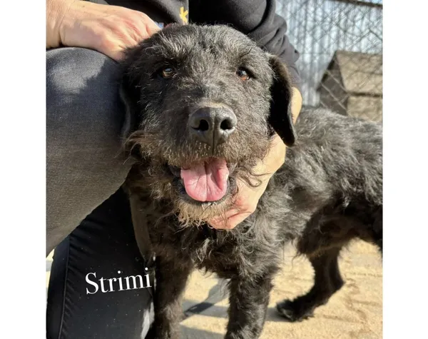 Pies do adopcji, Przyborówko, 12 czerwca 2025 (4/4)