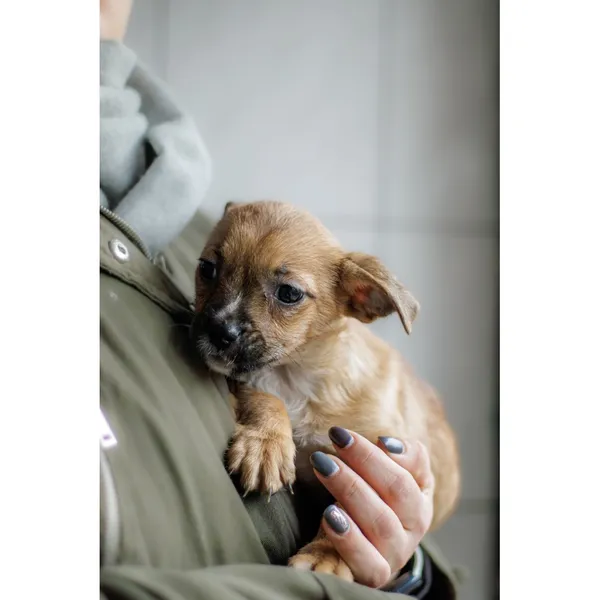 Znaleziono psa, Białystok, 28 grudnia 2024 (2/4)