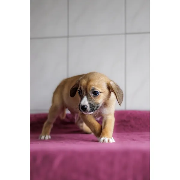 Znaleziono psa, Białystok, 28 grudnia 2024 (1/4)