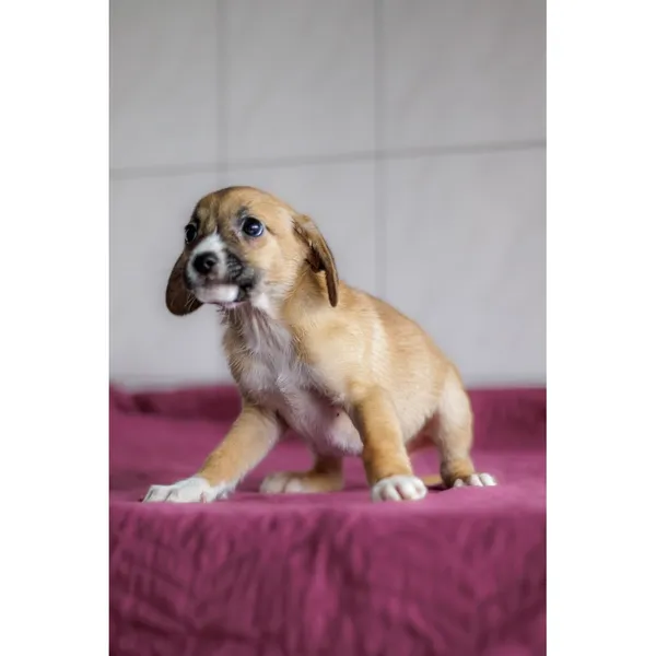 Znaleziono psa, Białystok, 28 grudnia 2024 (2/4)