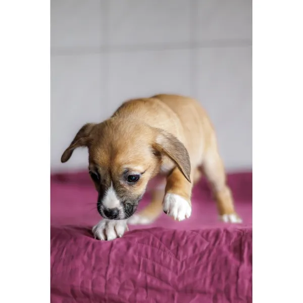 Znaleziono psa, Białystok, 28 grudnia 2024 (4/4)