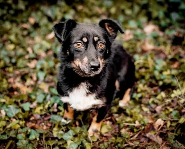 Zaginął pies, Łódź, 27 lutego 2025