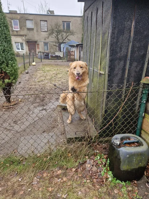 Zaginął pies, Łódź, 27 lutego 2025