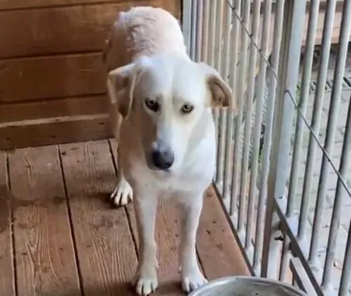 Pies do adopcji, Głowno, 17 sierpnia 2025 (2/4)