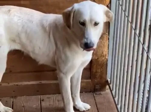 Pies do adopcji, Głowno, 17 sierpnia 2025 (3/4)