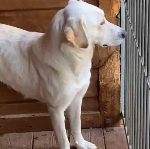 Pies do adopcji, Głowno, 17 sierpnia 2025 (4/4)