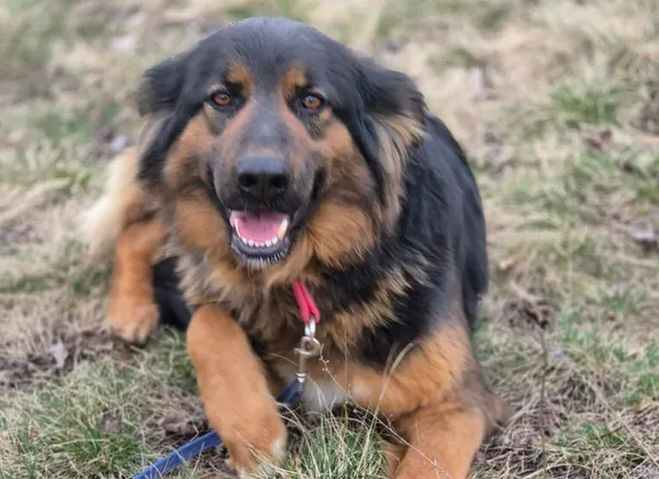 Pies do adopcji, Głowno, 17 sierpnia 2025 (1/4)