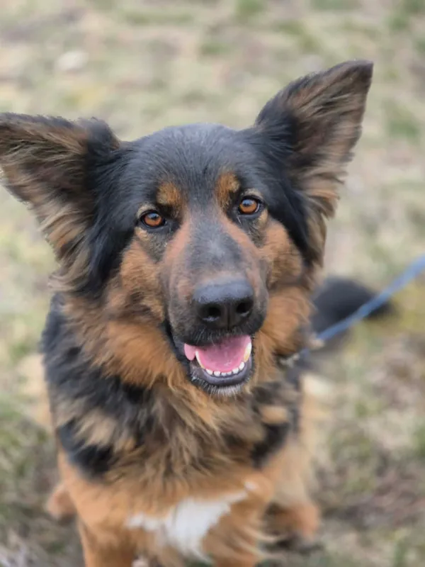 Pies do adopcji, Głowno, 17 sierpnia 2025 (2/4)