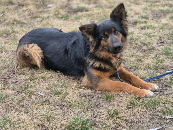 Pies do adopcji, Głowno, 17 sierpnia 2025 (3/4)