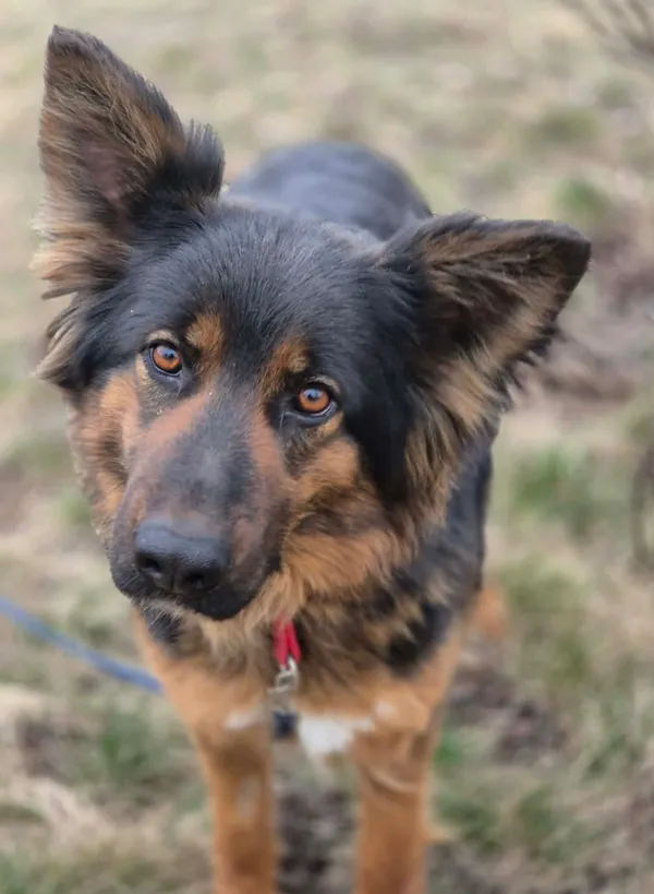 Pies do adopcji, Głowno, 17 sierpnia 2025 (4/4)