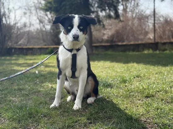 Pies do adopcji, Kraków, 13 lutego 2025 (4/4)