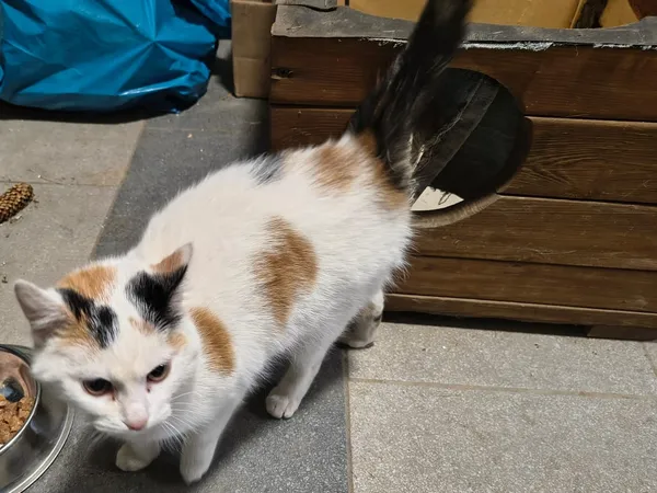 Zaginął kot, Kobylany, 28 lutego 2025