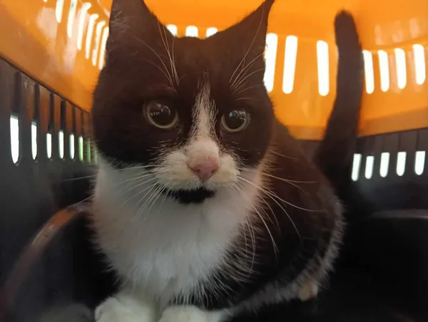 Znaleziono kota, Toruń, 25 lutego 2025