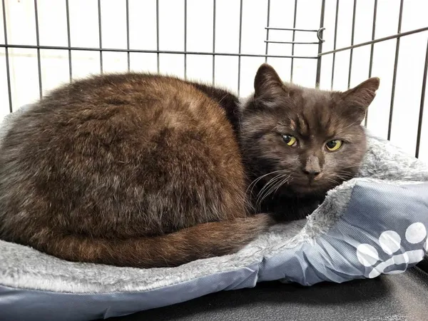 Znaleziono kota, Toruń, 25 lutego 2025