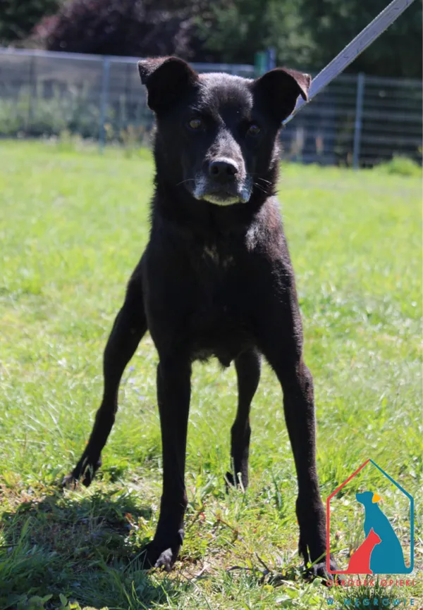 Pies do adopcji, Grudziądz, 12 sierpnia 2024