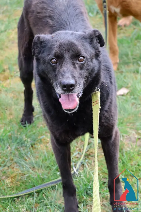 Pies do adopcji, Grudziądz, 12 sierpnia 2024 (1/5)
