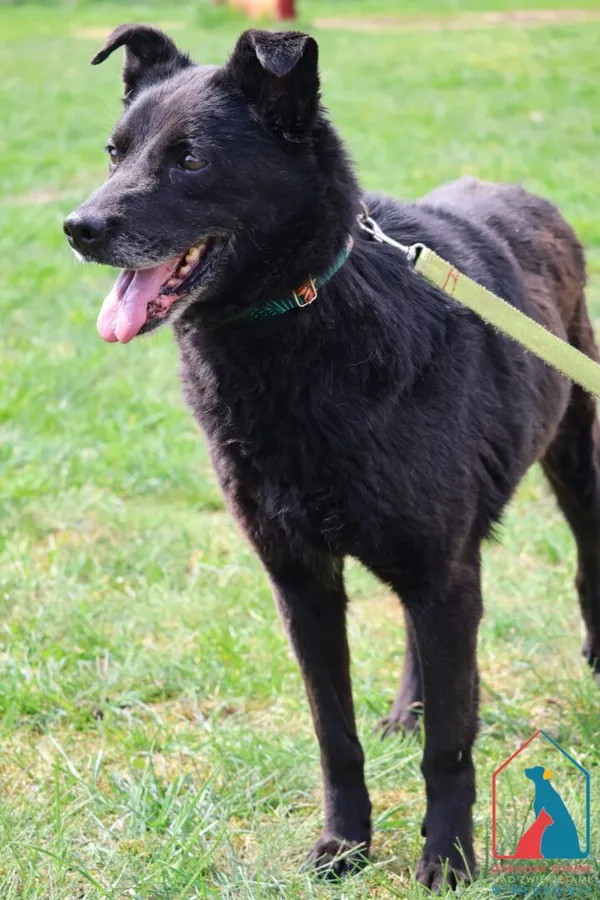 Pies do adopcji, Grudziądz, 12 sierpnia 2024 (3/5)