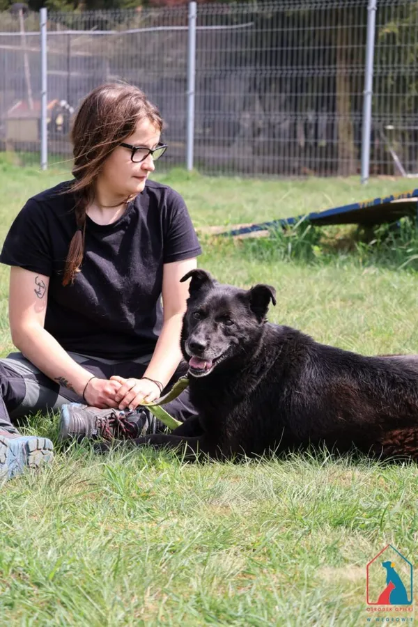 Pies do adopcji, Grudziądz, 12 sierpnia 2024 (5/5)
