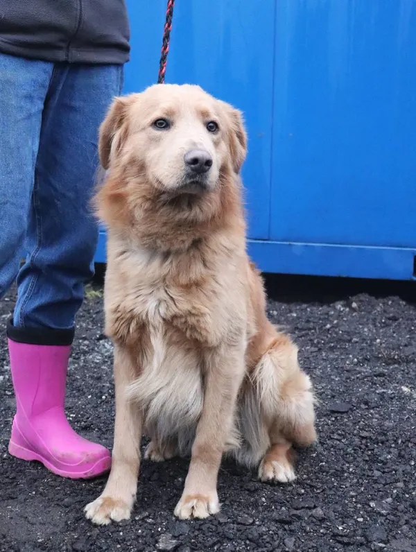 Znaleziono psa, Łódź, 28 lutego 2025 (1/4)