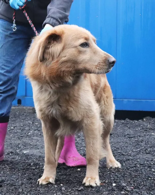 Znaleziono psa, Łódź, 28 lutego 2025 (4/4)