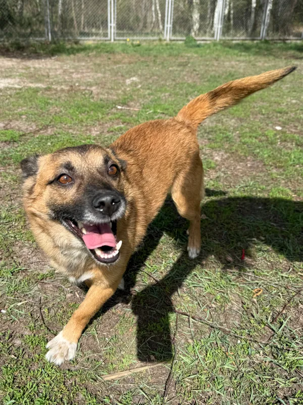 Pies do adopcji, Włocławek, 28 lutego 2025 (4/5)