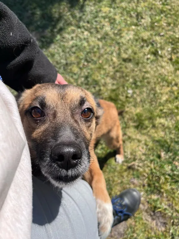 Pies do adopcji, Włocławek, 28 lutego 2025 (5/5)