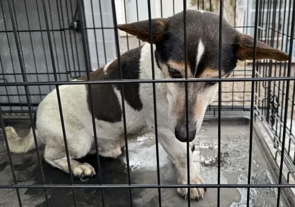 Znaleziono psa, Radom, 27 lutego 2025