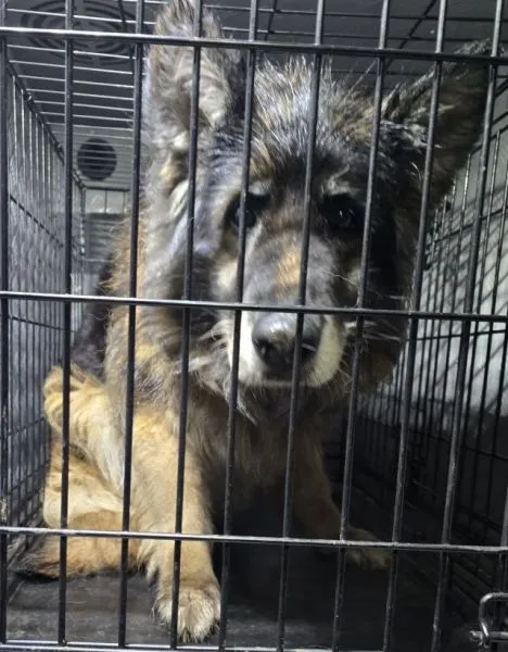 Znaleziono psa, Radom, 27 lutego 2025