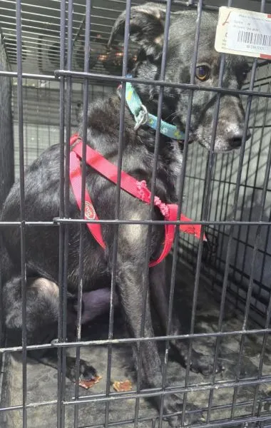 Znaleziono psa, Radom, 27 lutego 2025