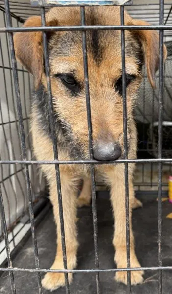 Znaleziono psa, Radom, 26 lutego 2025