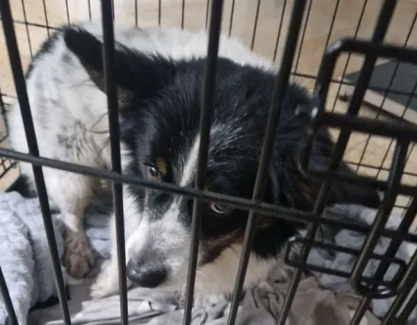 Znaleziono psa, Radom, 25 lutego 2025