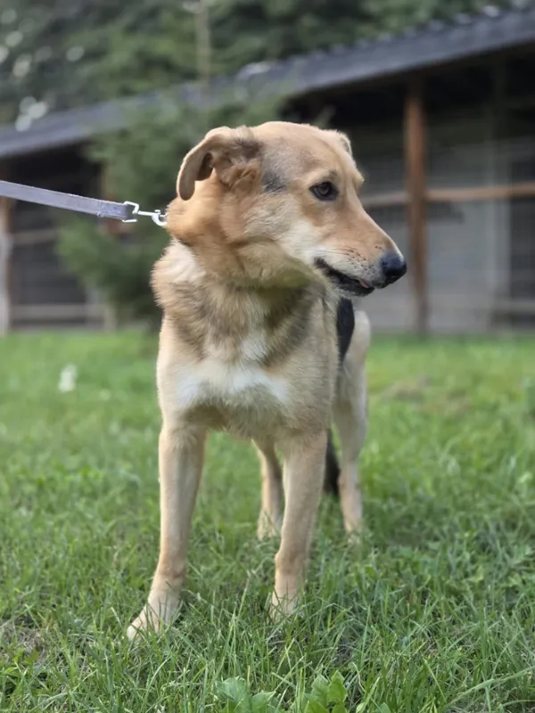 Pies do adopcji, Zgierz, 28 lutego 2025 (1/5)