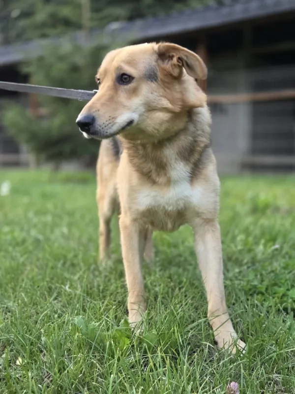 Pies do adopcji, Zgierz, 28 lutego 2025 (2/5)