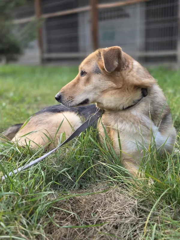 Pies do adopcji, Zgierz, 28 lutego 2025 (3/5)