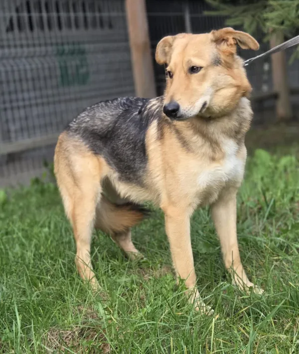 Pies do adopcji, Zgierz, 28 lutego 2025 (4/5)