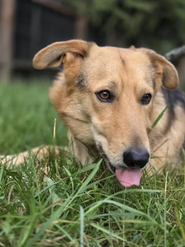 Pies do adopcji, Zgierz, 28 lutego 2025 (5/5)