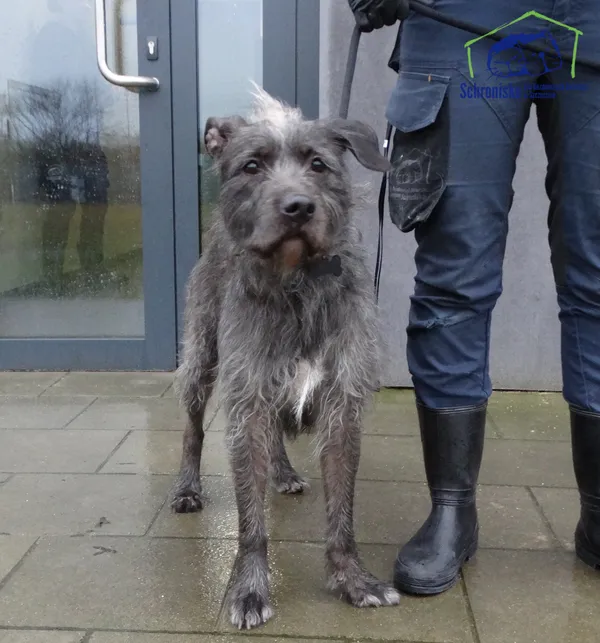 Znaleziono psa, Szczecin, 28 lutego 2025